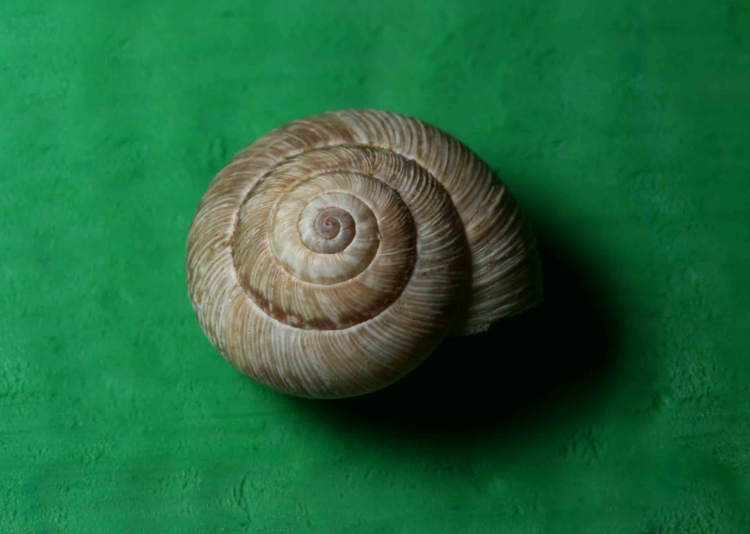 Cernuella (Cernuella) cisalpina  di Ozzano nell'' Emilia (BO)